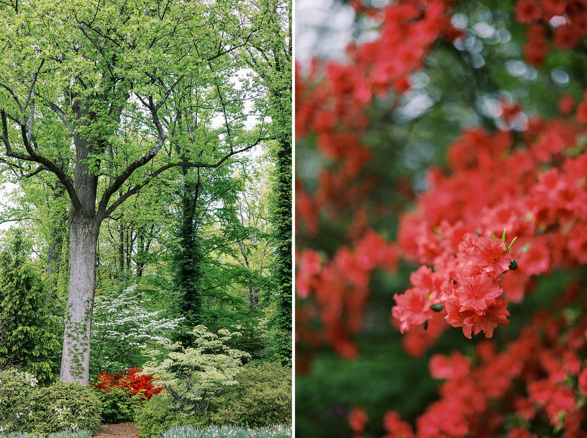 A Vibrant Spring Wedding: Photography at Brookside Gardens and Hilton Rockville