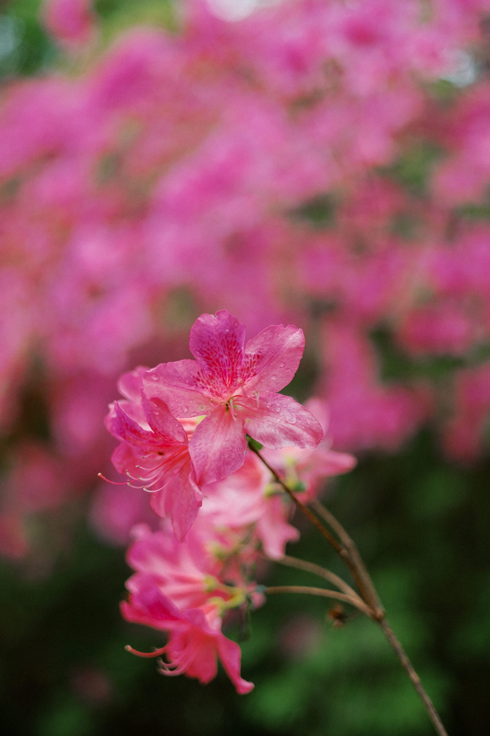 A Vibrant Spring Wedding: Photography at Brookside Gardens and Hilton Rockville